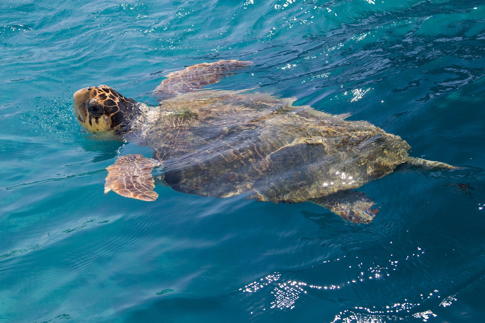 Zatoka Wraku i rejs na żółwie (wszystko w jednej wycieczce) excursions boat